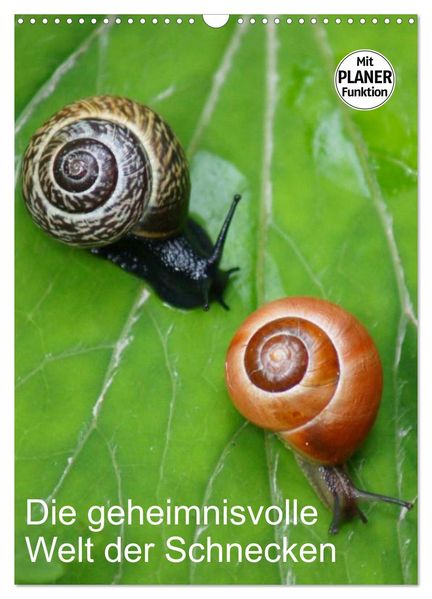 Die geheimnisvolle Welt der Schnecken (Wandkalender 2026 DIN A3 hoch) CALVENDO Monatskalender