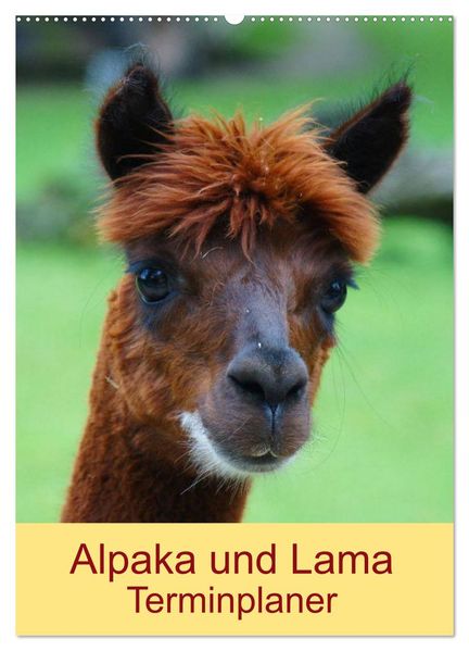 Alpaka und Lama Terminplaner (Wandkalender 2026 DIN A2 hoch) CALVENDO Monatskalender