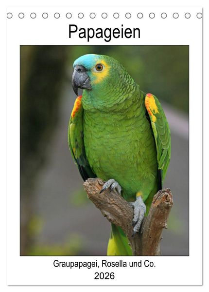 Papageien - Graupapagei Rosella und Co. (Tischkalender 2026 DIN A5 hoch) CALVENDO Monatskalender
