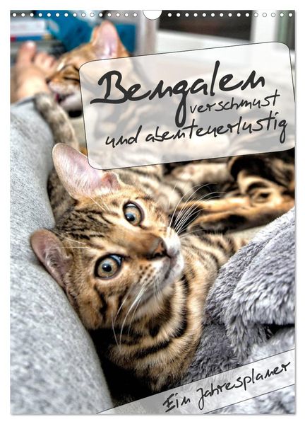 Bengalen - verschmust und abenteuerlustig (Wandkalender 2026 DIN A3 hoch) CALVENDO Monatskalender