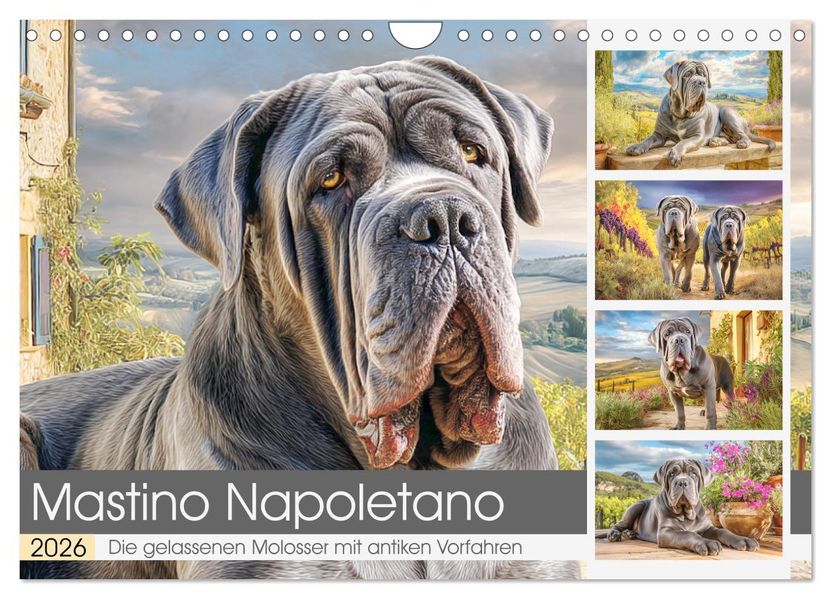 Mastino Napoletano. Die gelassenen Molosser mit antiken Vorfahren (Wandkalender 2026 DIN A4 quer) CALVENDO Monatskalender