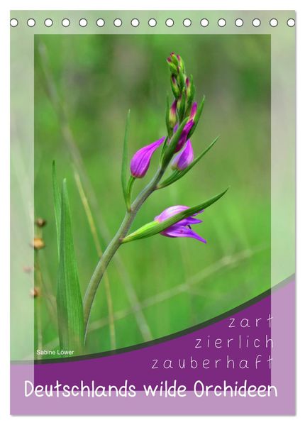 Deutschlands wilde Orchideen (Tischkalender 2026 DIN A5 hoch) CALVENDO Monatskalender