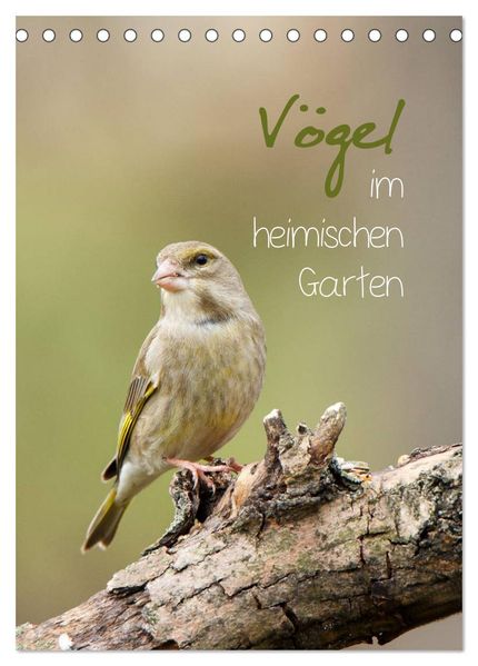 Vögel im heimischen Garten (Tischkalender 2026 DIN A5 hoch) CALVENDO Monatskalender