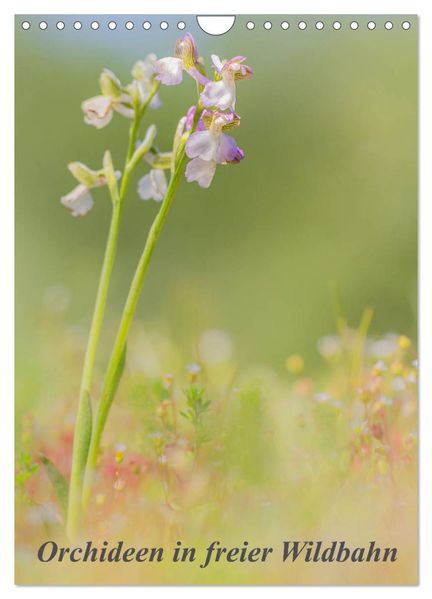 Orchideen in freier Wildbahn (Wandkalender 2026 DIN A4 hoch) CALVENDO Monatskalender