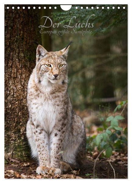 Der Luchs - Europas größte Samtpfote (Wandkalender 2026 DIN A4 hoch) CALVENDO Monatskalender