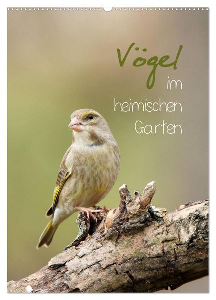 Vögel im heimischen Garten (Wandkalender 2026 DIN A2 hoch) CALVENDO Monatskalender