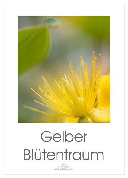 Gelber Blütentraum (Wandkalender 2026 DIN A3 hoch) CALVENDO Monatskalender