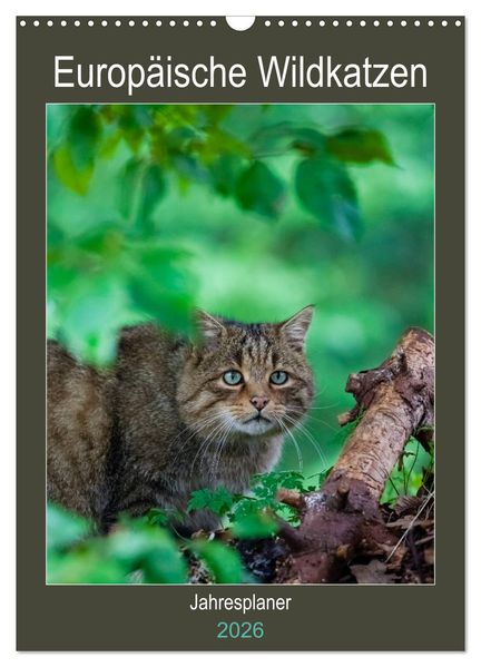 Europäische Wildkatzen - Jahresplaner (Wandkalender 2026 DIN A3 hoch) CALVENDO Monatskalender