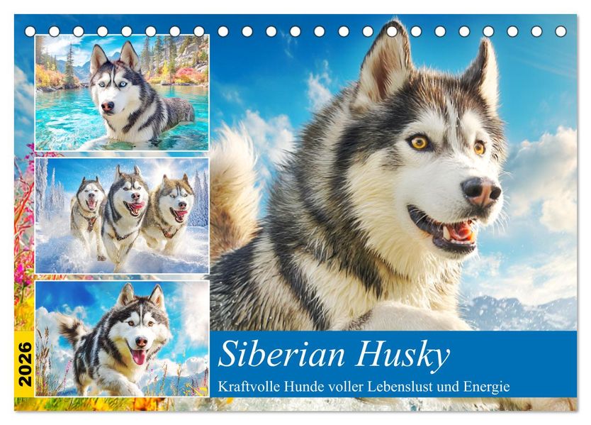 Siberian Husky. Kraftvolle Hunde voller Lebenslust und Energie (Tischkalender 2026 DIN A5 quer) CALVENDO Monatskalender