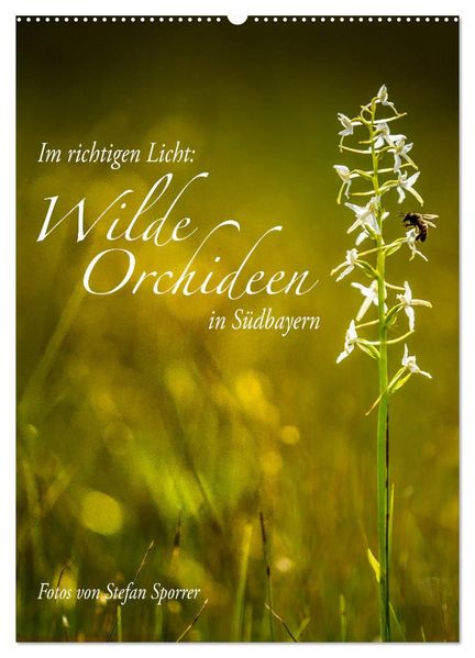 Im richtigen Licht: Wilde Orchideen in Südbayern (Wandkalender 2026 DIN A2 hoch) CALVENDO Monatskalender