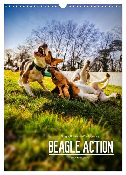 Beagle Action - Wilde Kuscheltiere (Wandkalender 2026 DIN A3 hoch) CALVENDO Monatskalender