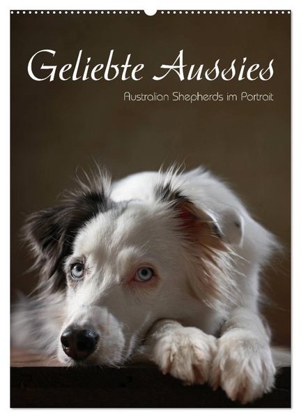Geliebte Aussies - Australian Shepherds im Portrait (Wandkalender 2026 DIN A2 hoch) CALVENDO Monatskalender