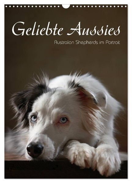 Geliebte Aussies - Australian Shepherds im Portrait (Wandkalender 2026 DIN A3 hoch) CALVENDO Monatskalender