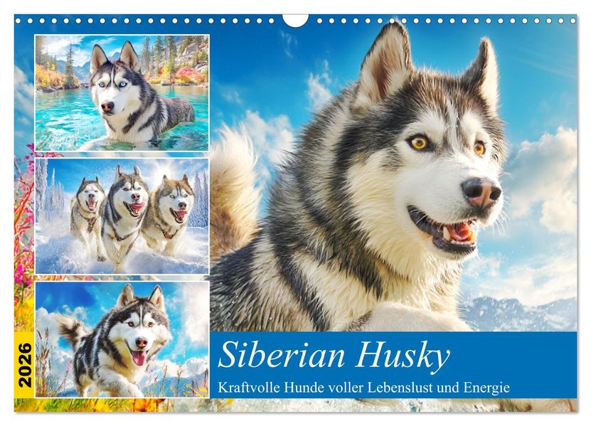 Siberian Husky. Kraftvolle Hunde voller Lebenslust und Energie (Wandkalender 2026 DIN A3 quer) CALVENDO Monatskalender