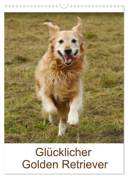 Glücklicher Golden Retriever (Wandkalender 2026 DIN A3 hoch) CALVENDO Monatskalender