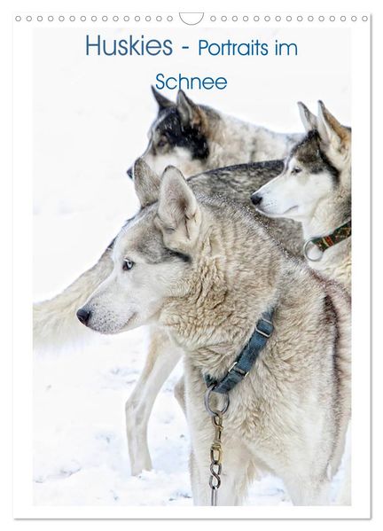 Huskies - Portraits im Schnee (Wandkalender 2026 DIN A3 hoch) CALVENDO Monatskalender