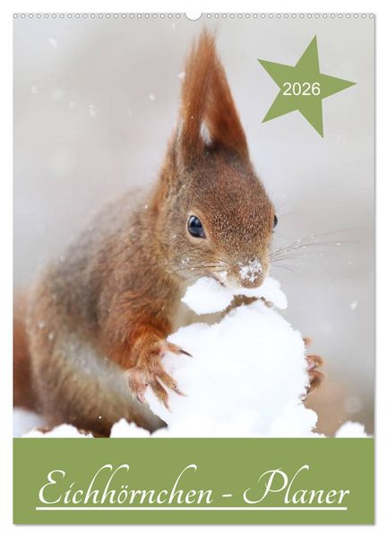 Eichhörnchen - Planer (Wandkalender 2026 DIN A2 hoch) CALVENDO Monatskalender