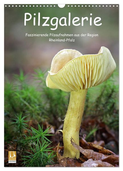 Pilzgalerie - Faszinierende Pilzaufnahmen aus der Region Rheinland-Pfalz (Wandkalender 2026 DIN A3 hoch) CALVENDO Monatskalender