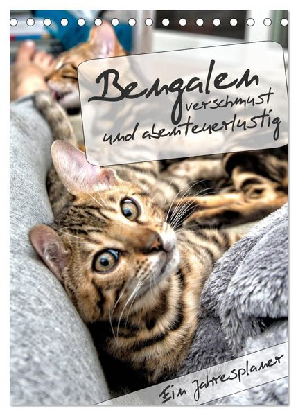 Bengalen - verschmust und abenteuerlustig (Tischkalender 2026 DIN A5 hoch) CALVENDO Monatskalender