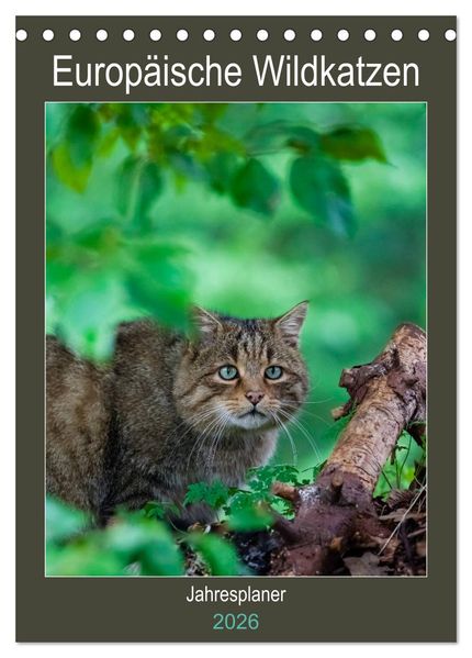 Europäische Wildkatzen - Jahresplaner (Tischkalender 2026 DIN A5 hoch) CALVENDO Monatskalender
