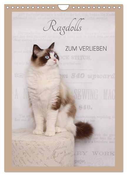 Ragdolls zum Verlieben (Wandkalender 2026 DIN A4 hoch) CALVENDO Monatskalender