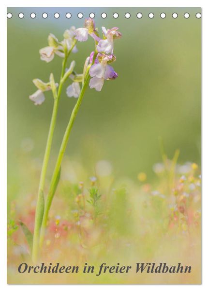Orchideen in freier Wildbahn (Tischkalender 2026 DIN A5 hoch) CALVENDO Monatskalender