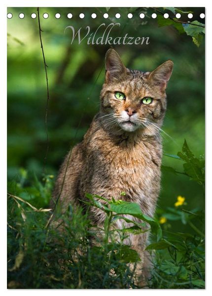 Wildkatzen - scheue Jäger (Tischkalender 2026 DIN A5 hoch) CALVENDO Monatskalender