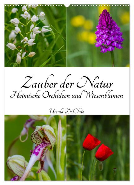 Zauber der Natur - Heimische Orchideen und Wiesenblumen (Wandkalender 2026 DIN A2 hoch) CALVENDO Monatskalender