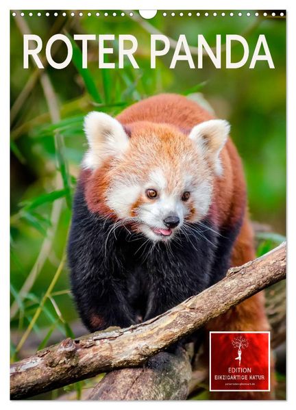 Roter Panda (Wandkalender 2026 DIN A3 hoch) CALVENDO Monatskalender