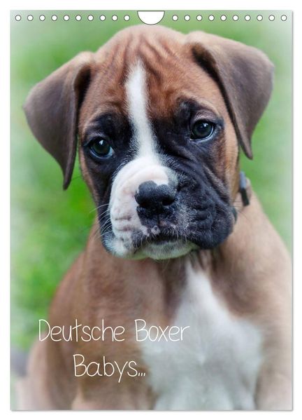 Deutsche Boxer Babys... (Wandkalender 2026 DIN A4 hoch) CALVENDO Monatskalender