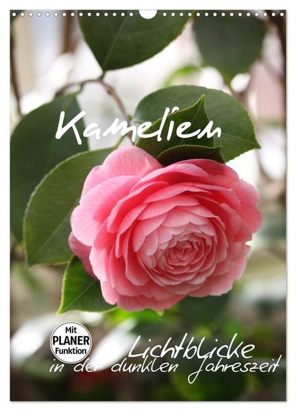 Kamelien Lichtblicke in der dunklen Jahreszeit (Wandkalender 2026 DIN A3 hoch) CALVENDO Monatskalender