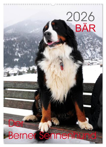 BÄR - Der Berner Sennenhund (Wandkalender 2026 DIN A2 hoch) CALVENDO Monatskalender