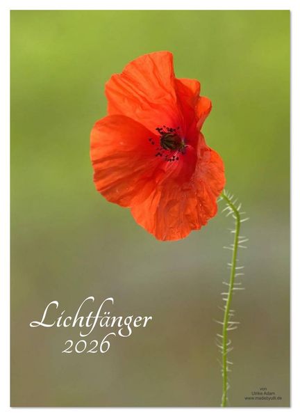 Lichtfänger (Wandkalender 2026 DIN A2 hoch) CALVENDO Monatskalender