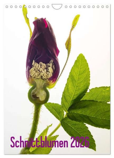 Schnittblumen 2026 (Wandkalender 2026 DIN A4 hoch) CALVENDO Monatskalender
