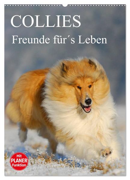 Collies - Freunde fürs Leben (Wandkalender 2026 DIN A2 hoch) CALVENDO Monatskalender