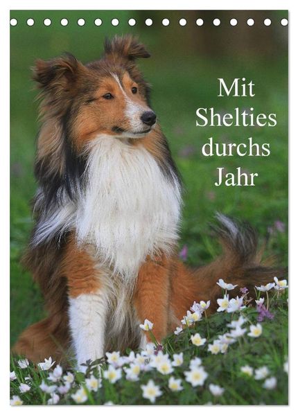Mit Shelties durchs Jahr (Tischkalender 2026 DIN A5 hoch) CALVENDO Monatskalender