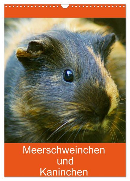 Meerschweinchen und Kaninchen Familienplaner (Wandkalender 2026 DIN A3 hoch) CALVENDO Monatskalender