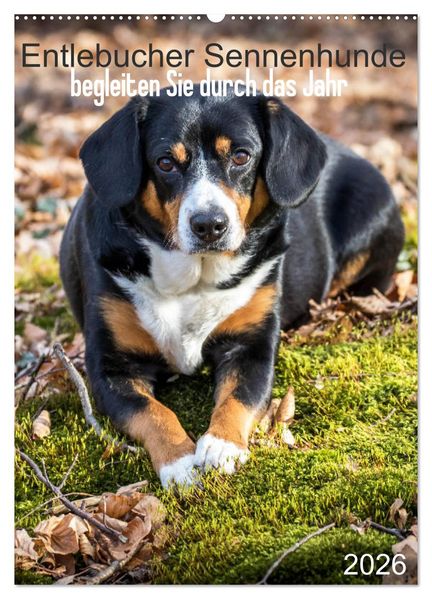 Entlebucher Sennenhunde begleiten Sie durch das Jahr (Wandkalender 2026 DIN A2 hoch) CALVENDO Monatskalender