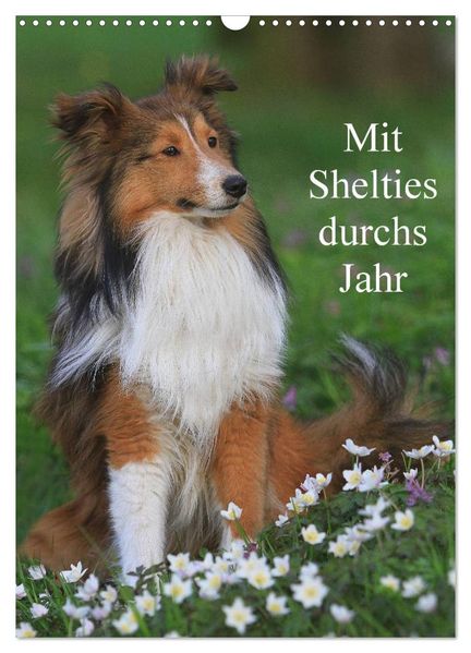 Mit Shelties durchs Jahr (Wandkalender 2026 DIN A3 hoch) CALVENDO Monatskalender