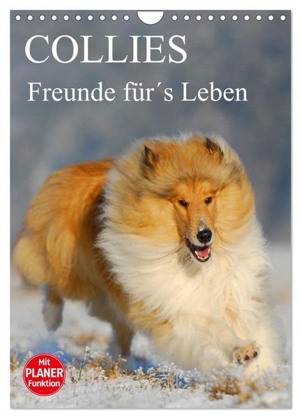 Collies - Freunde fürs Leben (Wandkalender 2026 DIN A4 hoch) CALVENDO Monatskalender
