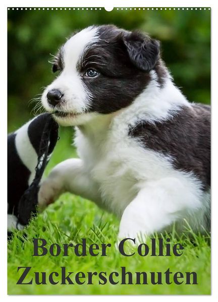 Border Collie Zuckerschnuten (Wandkalender 2026 DIN A2 hoch) CALVENDO Monatskalender