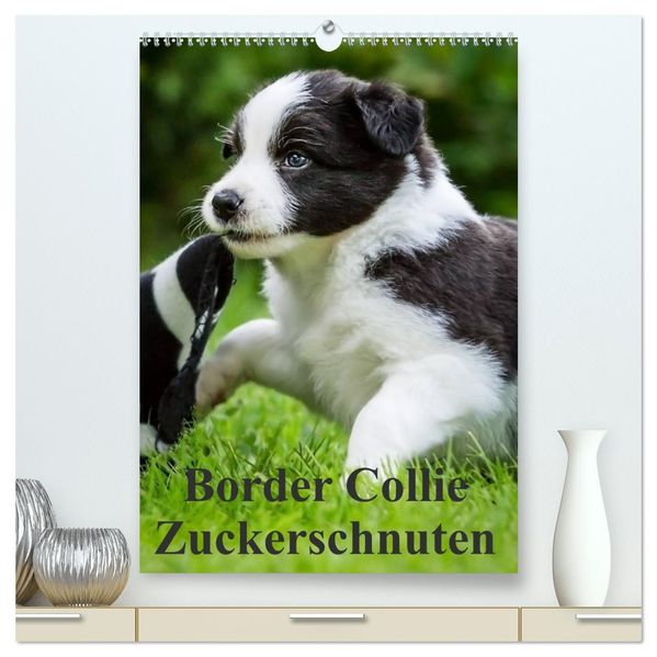 Border Collie Zuckerschnuten (hochwertiger Premium Wandkalender 2026 DIN A2 hoch) Kunstdruck in Hochglanz