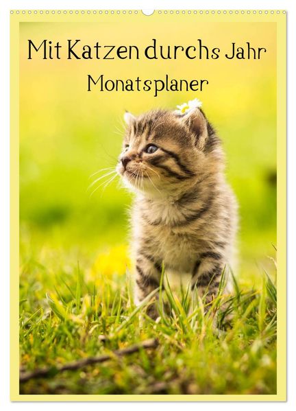 Mit Katzen durchs Jahr / Planer (Wandkalender 2026 DIN A2 hoch) CALVENDO Monatskalender