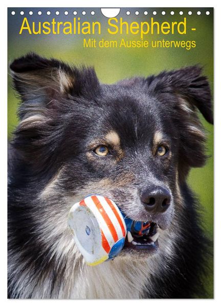 Australian Shepherd - Mit dem Aussie unterwegs (Wandkalender 2026 DIN A4 hoch) CALVENDO Monatskalender