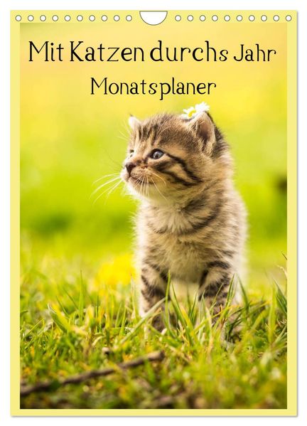 Mit Katzen durchs Jahr / Planer (Wandkalender 2026 DIN A4 hoch) CALVENDO Monatskalender