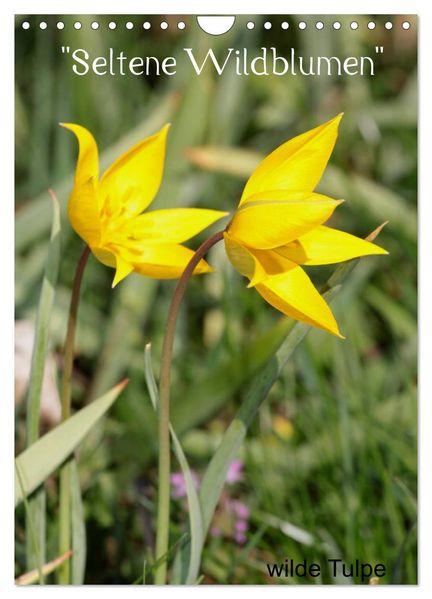 Seltene Wildblumen (Wandkalender 2026 DIN A4 hoch) CALVENDO Monatskalender