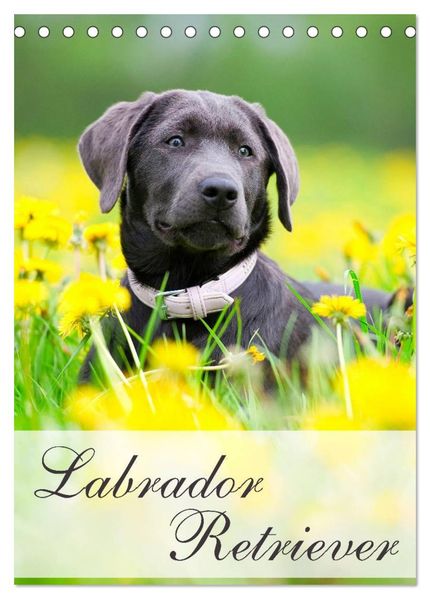 Labrador Retriever (Tischkalender 2026 DIN A5 hoch) CALVENDO Monatskalender