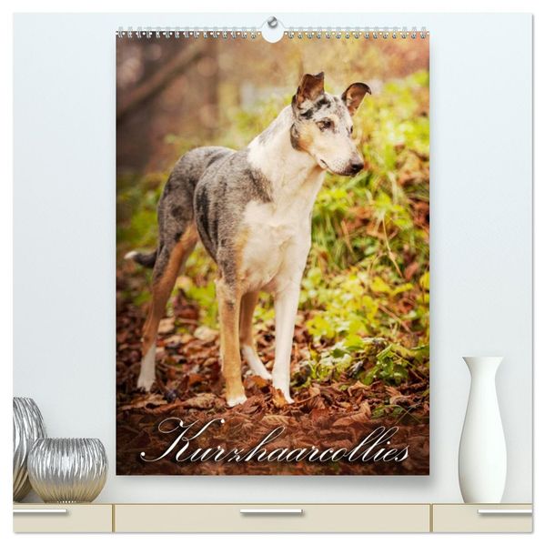 Kurzhaarcollies (hochwertiger Premium Wandkalender 2026 DIN A2 hoch) Kunstdruck in Hochglanz