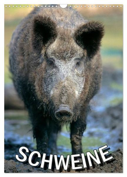 Schweine 2026 (Wandkalender 2026 DIN A3 hoch) CALVENDO Monatskalender