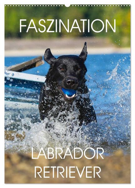 Faszination Labrador Retriever (Wandkalender 2026 DIN A2 hoch) CALVENDO Monatskalender